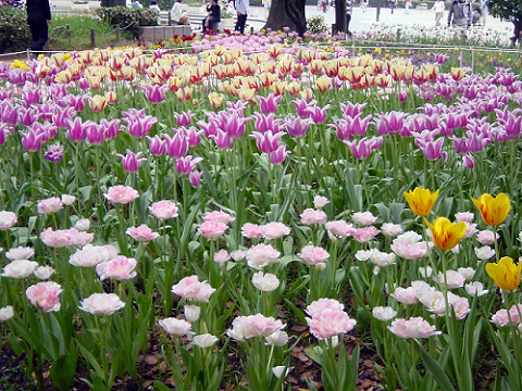 park-flower-garden.png