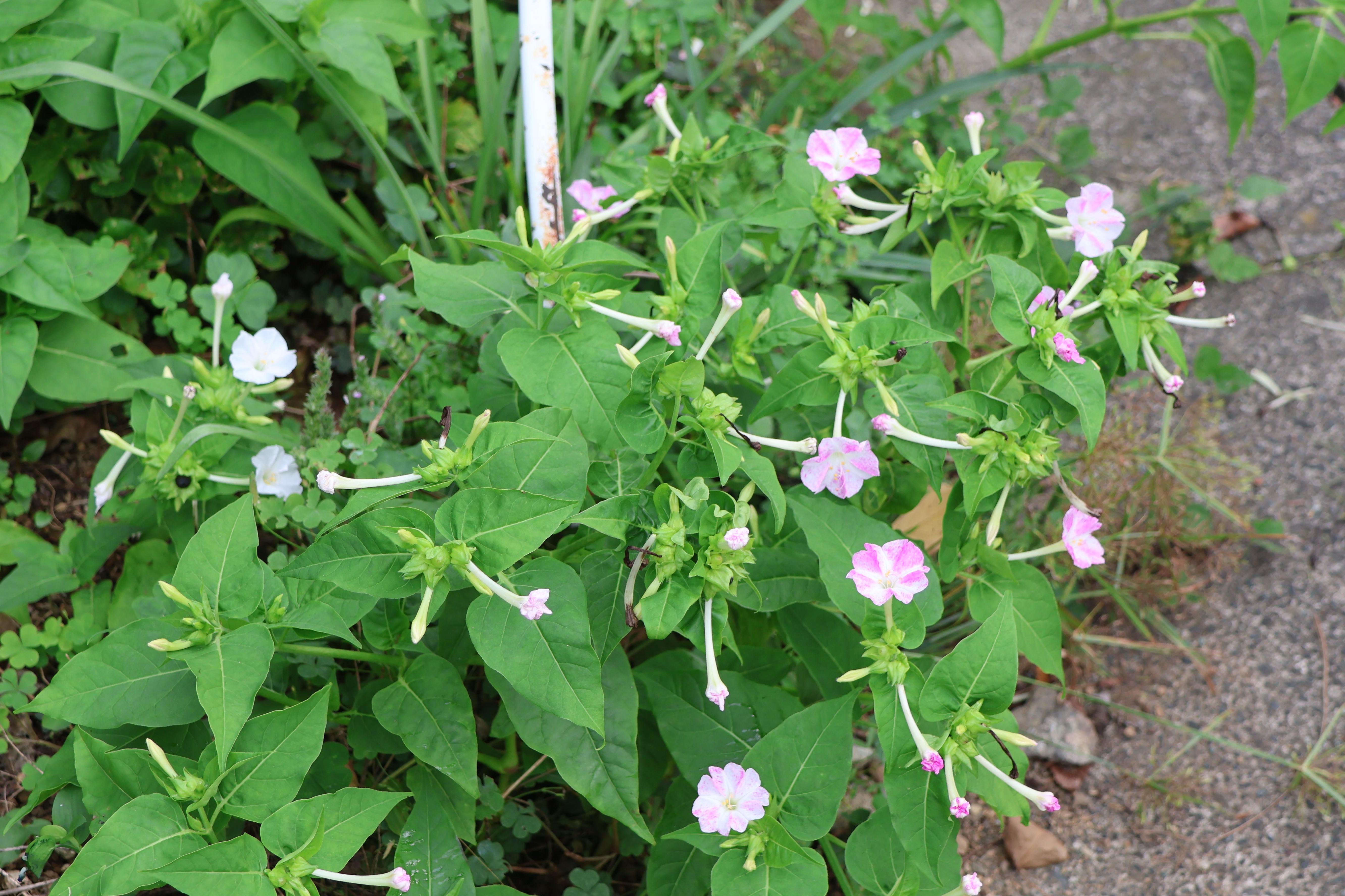 二宮里山散策 (52).JPG