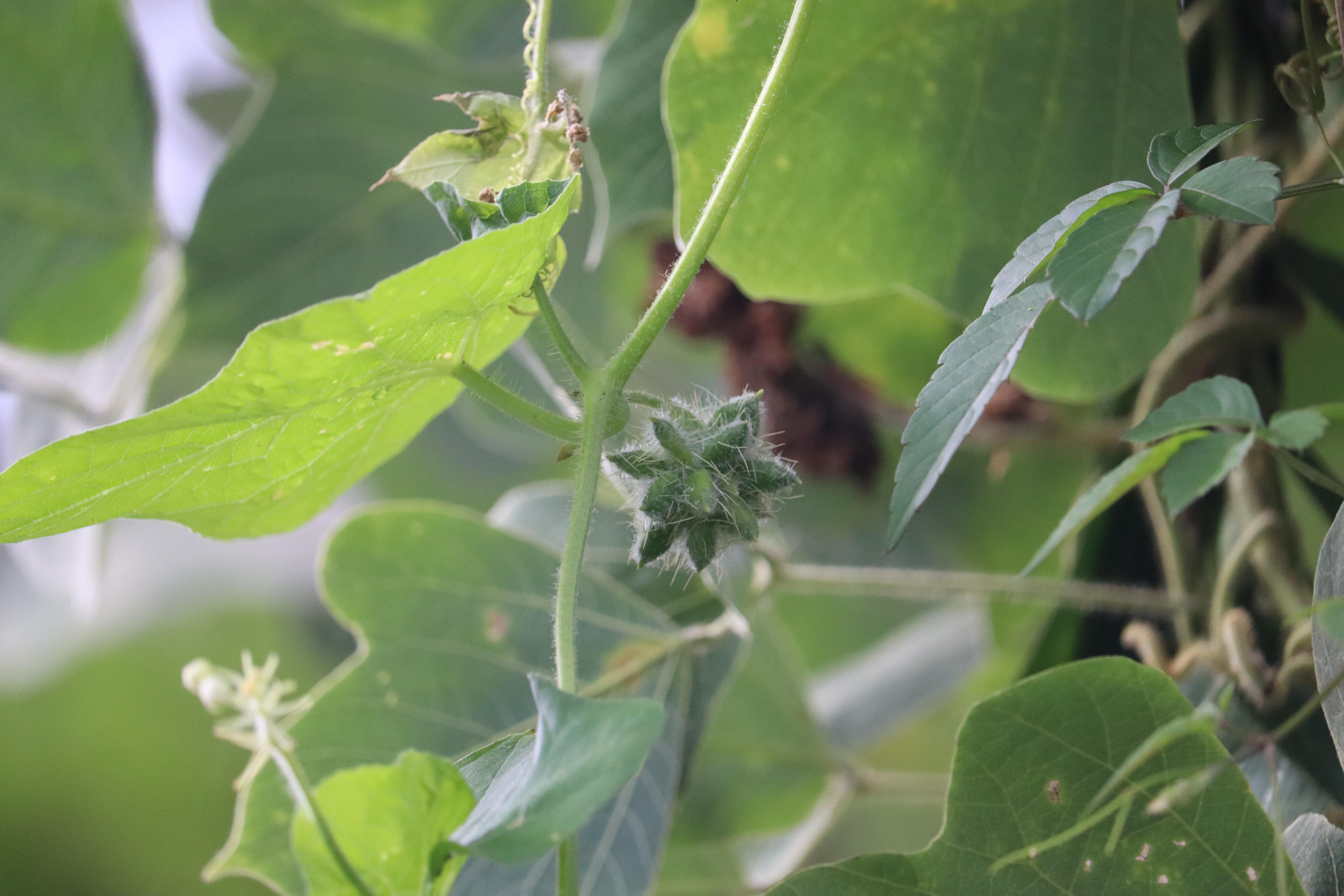 二宮里山散策 (6).JPG