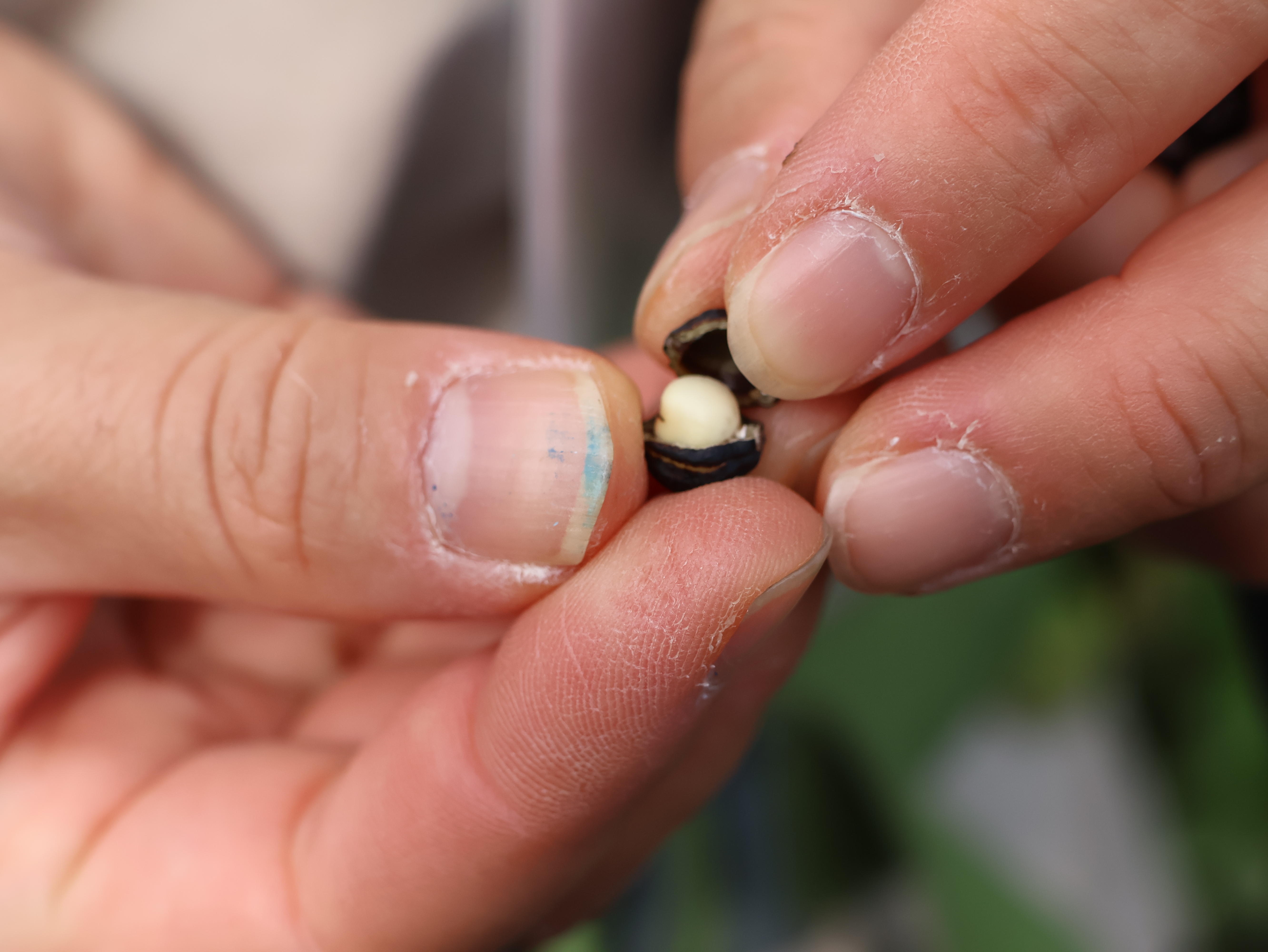 二宮里山散策 (26).JPG