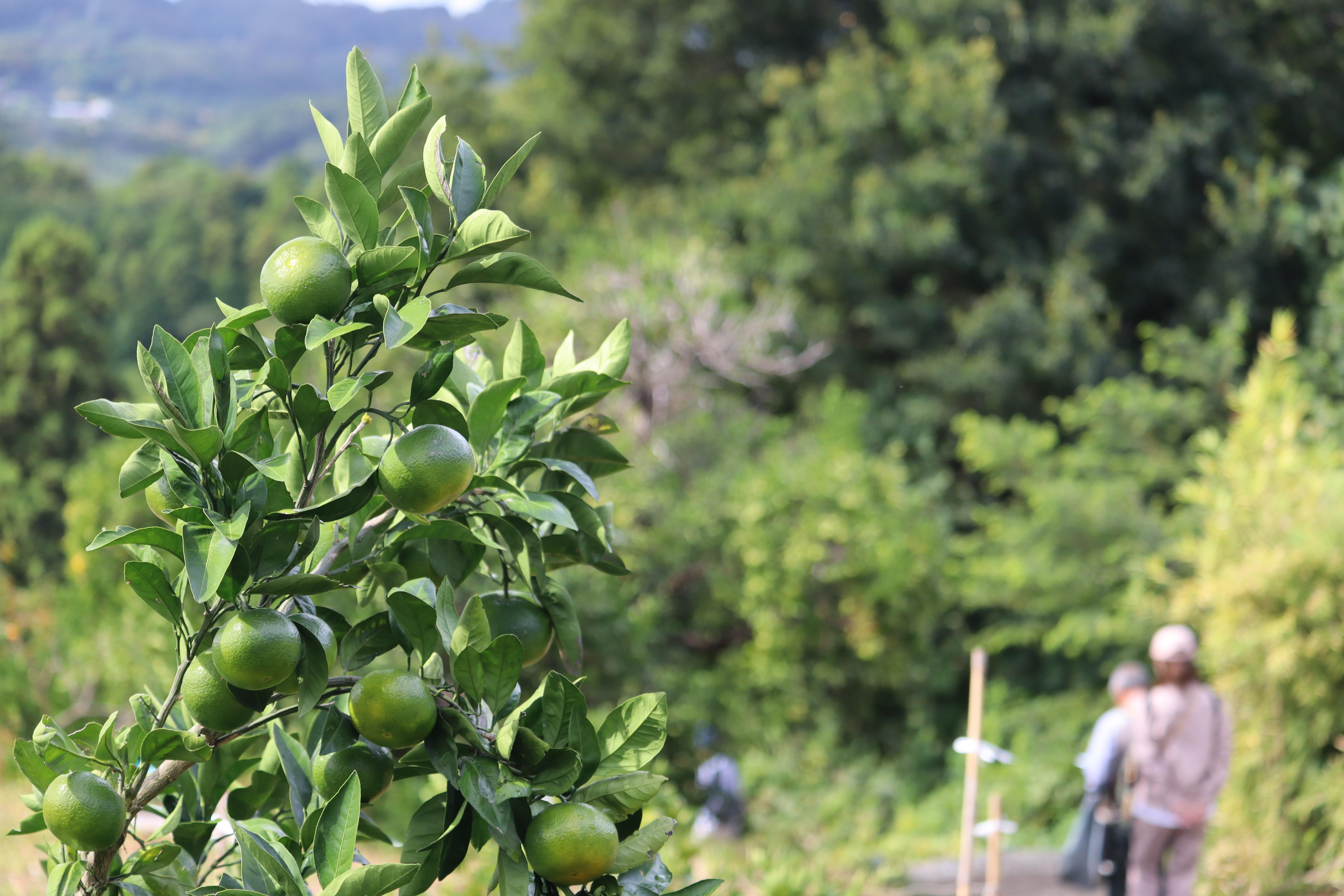 二宮里山散策 (7).JPG