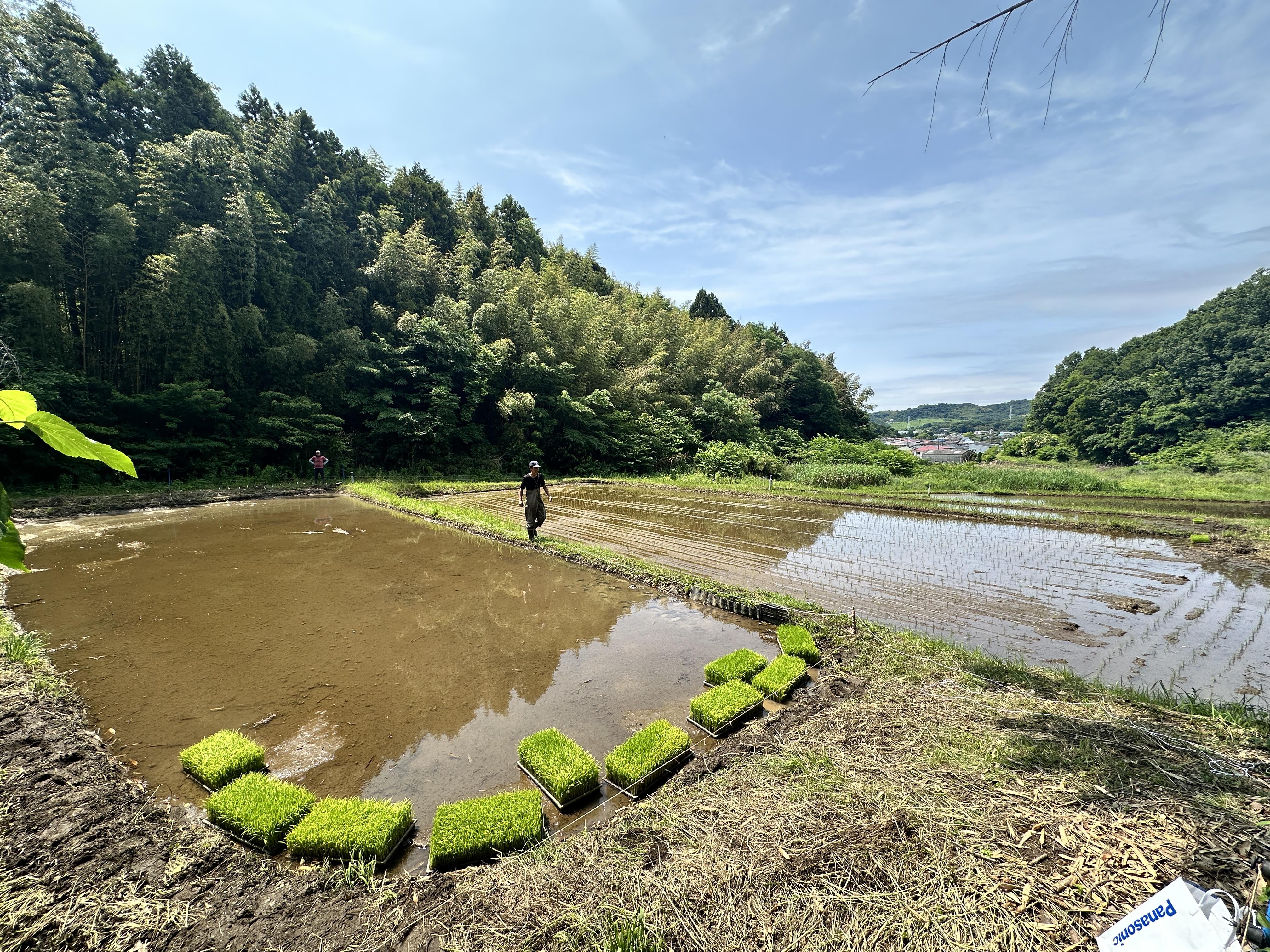 水田風景.JPG