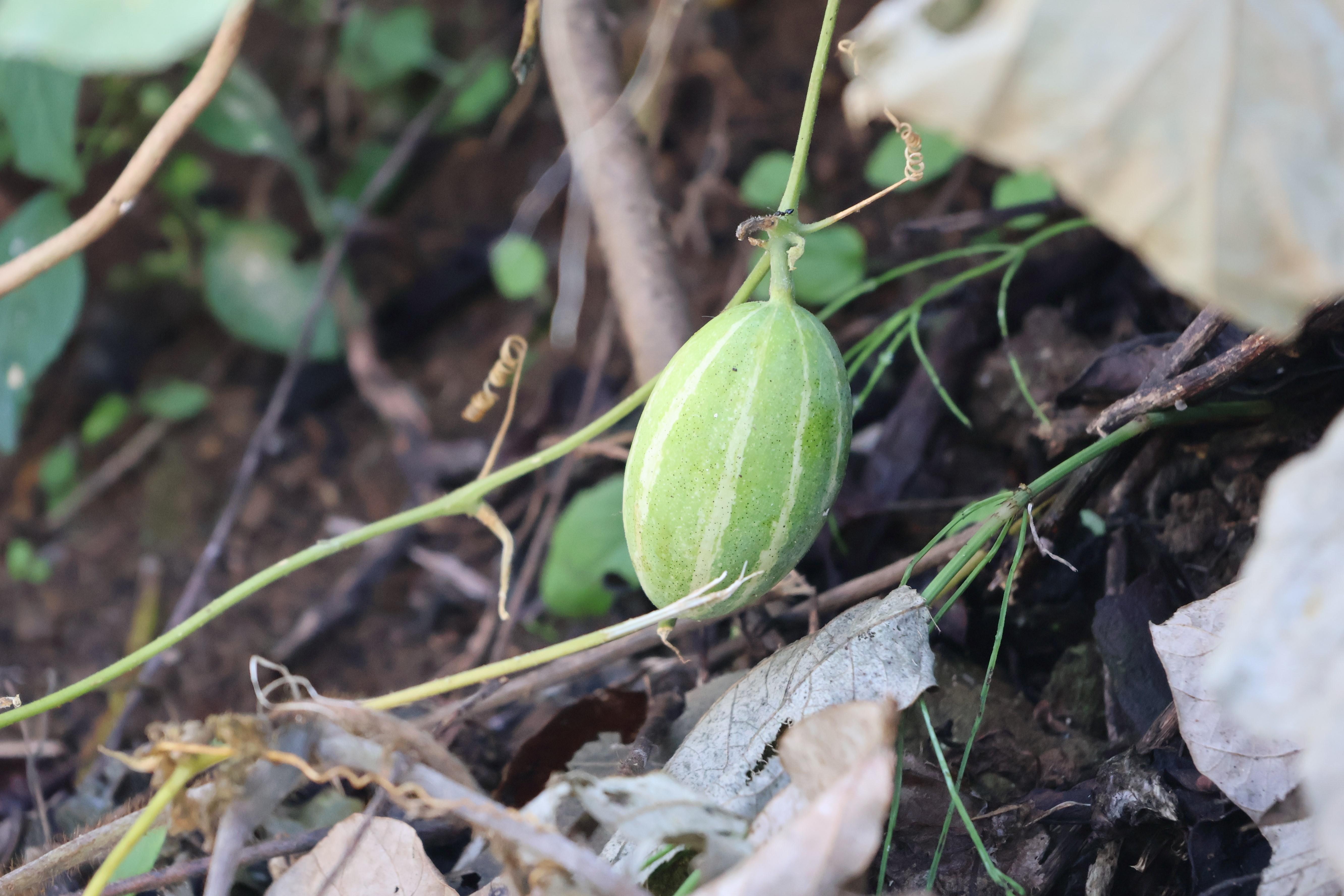 二宮里山散策 (15).JPG
