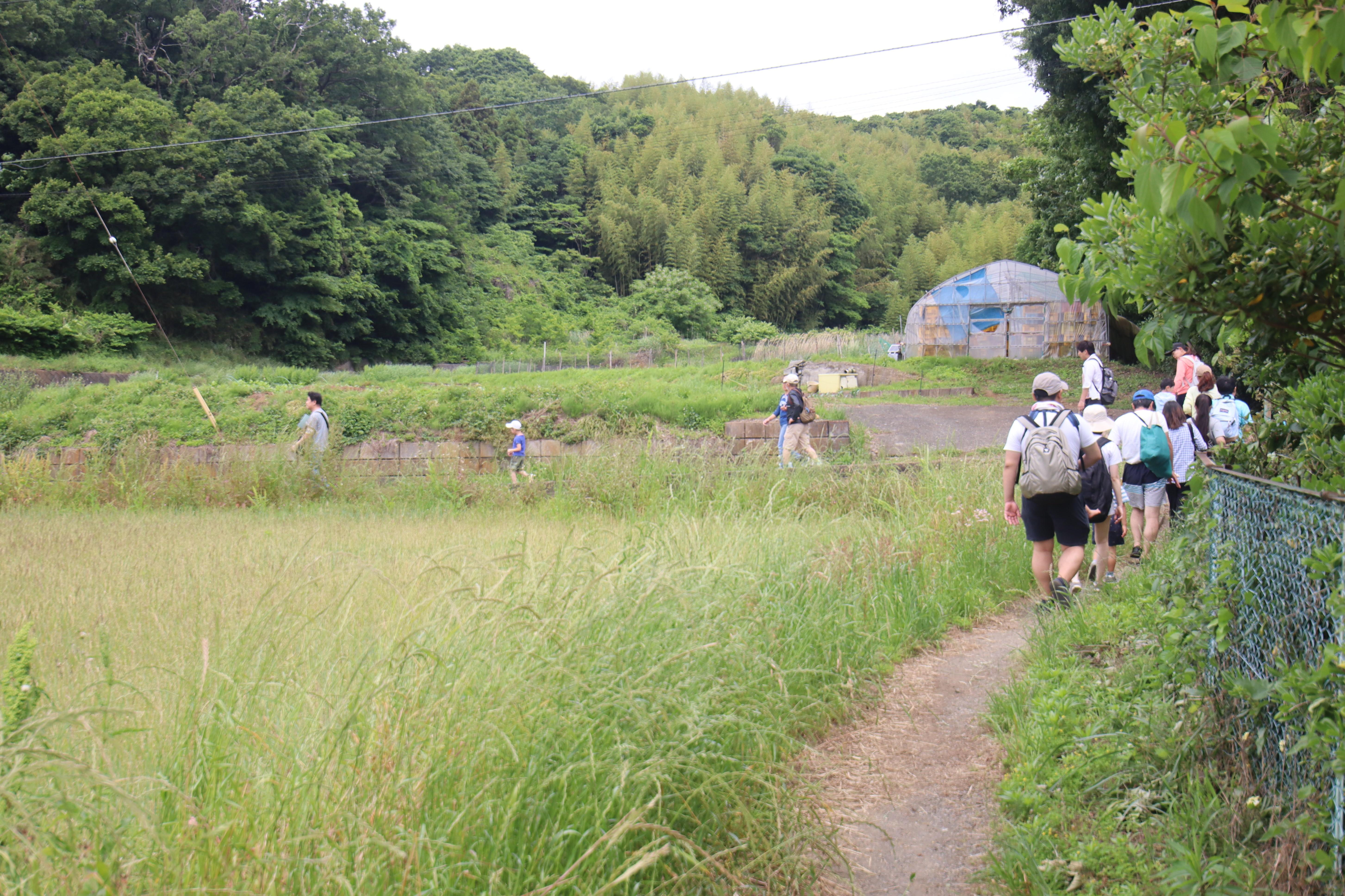01小田原小竹田植え.JPG