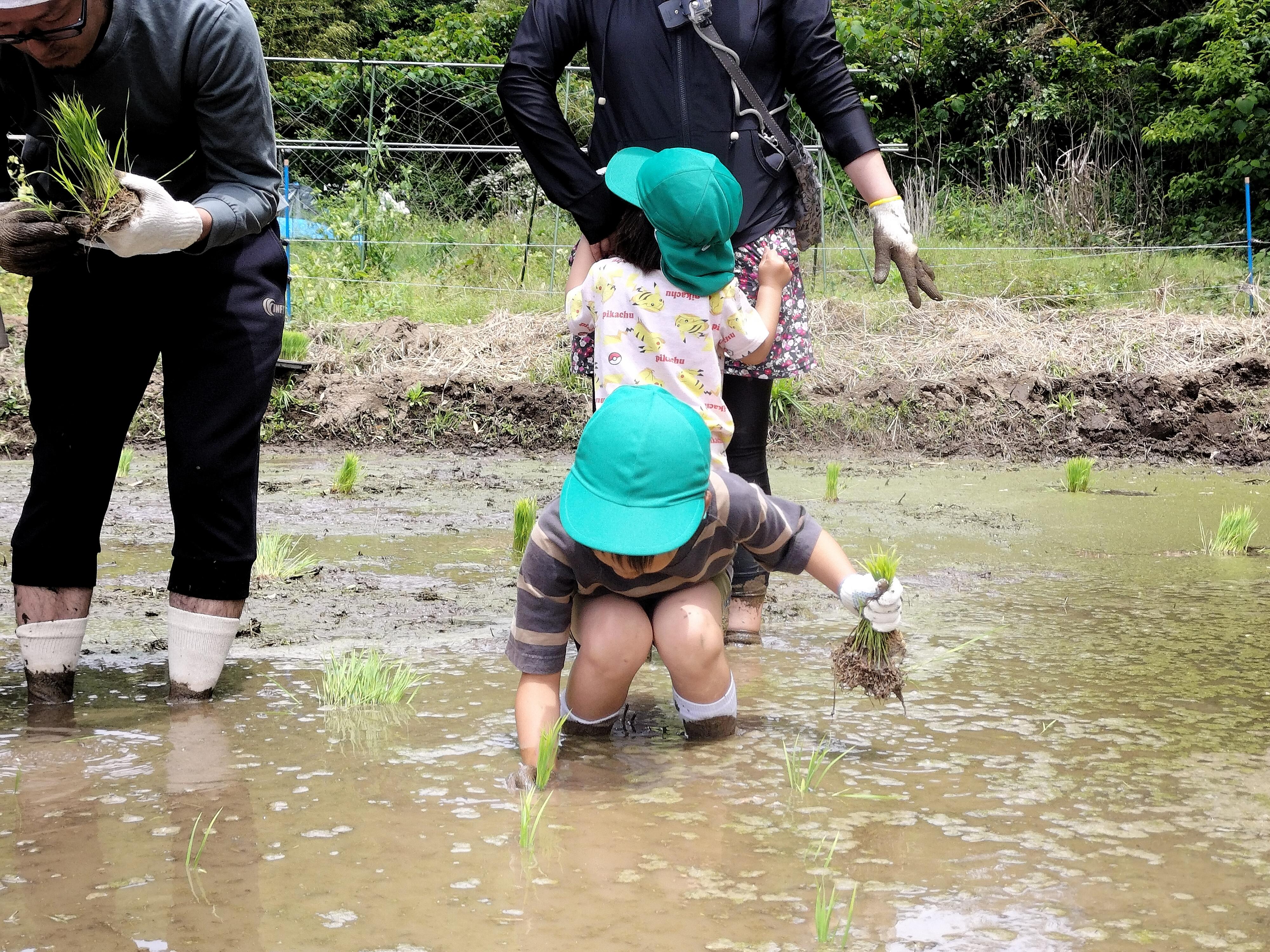 田植え (1).jpg